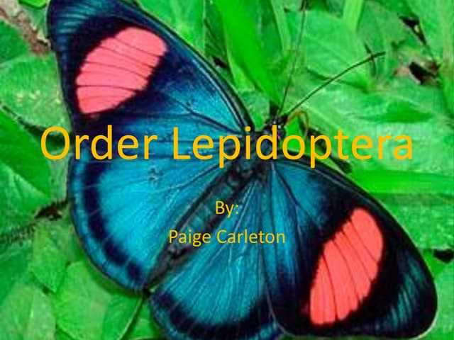 Lepidoptera: Biography, Age, Height, Figure, Net Worth