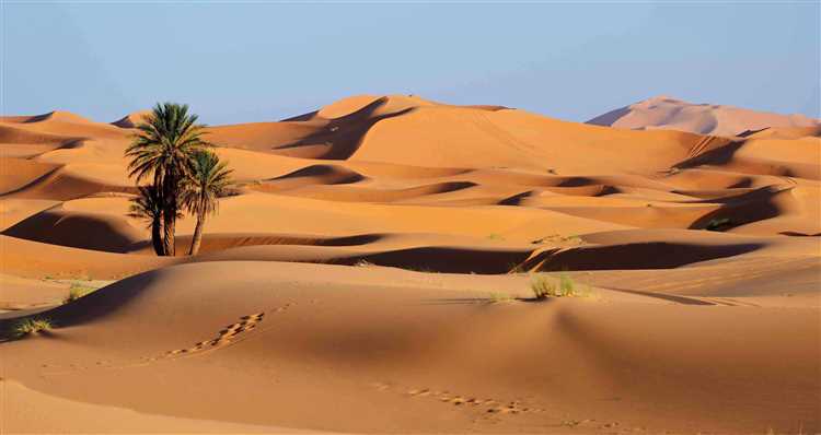 The Career of Sahara Rain