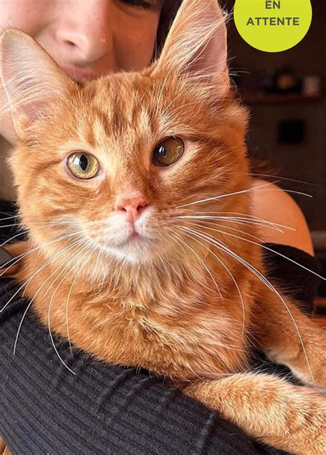  Adopting a Red Feline: Suggestions and Factors 