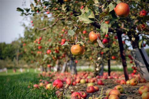  Choosing the Perfect Apple Varieties for Your Orchard 