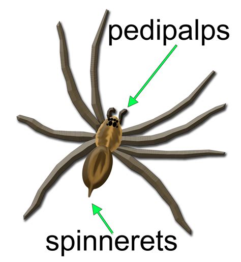  Creating a Secure and Arachnid-Free Environment 