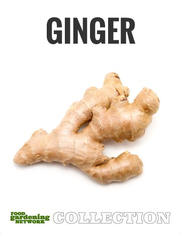  Cultivating and Harvesting the Zesty Duo: Ginger and Citrus