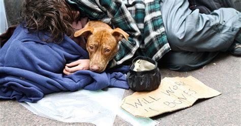  Deciphering the Emotional Impact of Dreaming about a Homeless Canine Companion 