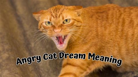  Deciphering the Meaning of Feline Altercations in Dream Analysis 