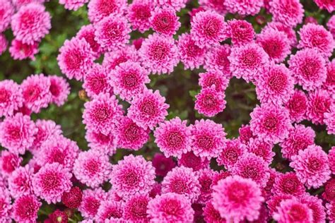  Deciphering the Messages Expressed through the Vastness of Blossoming Chrysanthemum Fields 