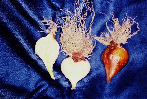  Decoding Your Dreams: Unmasking the Significance of Acquiring Allium cepa Bulbs 