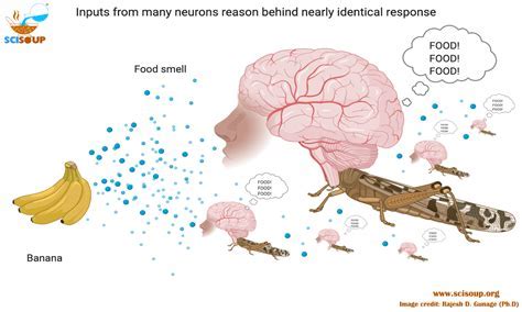  Decoding the Messages within a Puzzle of the Insect's Mind 