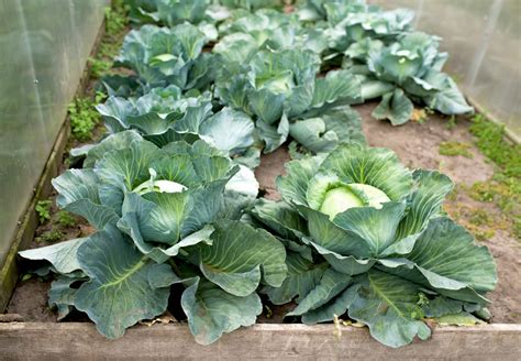  Exploring the Ideal Cruciferous Green for My Fantasy Dish 