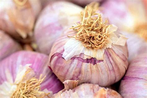  Garlic Bulbs in Dreams: Symbolism of Purification and Cleansing 