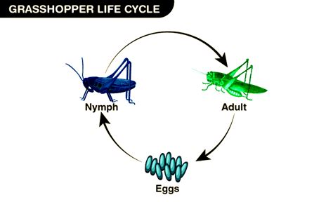  Grasshoppers as Symbols of Growth and Progress 