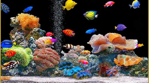  Revealing the Significance of Live Fish Moving in Dreamscapes 