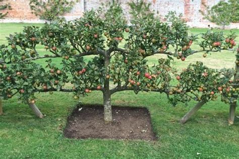  Selecting the Perfect Orchard for Your Backyard Oasis 