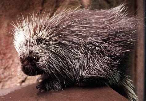  The Emotional Significance of Envisioning Porcupines in One's Imagination 