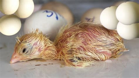 The Incredible Journey of a Baby Chick: From Egg to Feathers 
