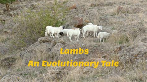  The Intriguing Role of Dreams in the Growth and Evolution of a Lamb 