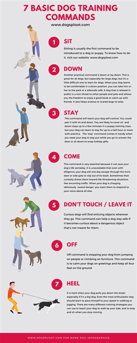  Tips for Training Young Canines: From Housebreaking to Basic Commands 