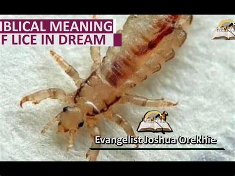  Uncovering the Secret Meanings in Lice Dreams 