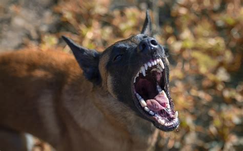  Unraveling the Link Between Aggressive Canine Visions and Anxiety Disorders 