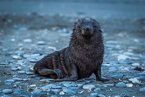  Unveiling the Enigmatic Lives of Infant Pinnipeds 