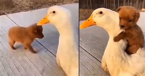  Unyielding Support: How the Baby Mallard and the Puppy Uplifted Each Other Throughout 