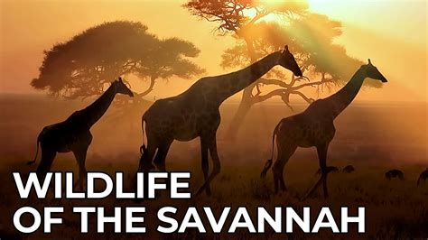  Wildlife Documentaries: Bringing the Savanna to Your Living Room 