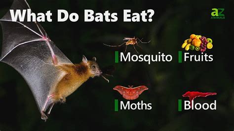 A Bat's Diet: From Insects to Fruits