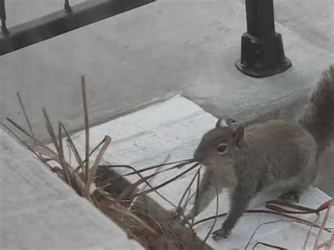 A Beacon of Optimism: The Extraordinary Journey of a Determined Squirrel