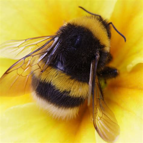 A Beautiful Symphony of Bees