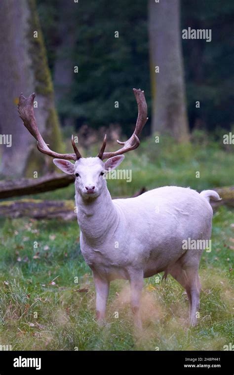 A Bewildered Woman's Extraordinary Experience with a Magnificent Antlered Deer