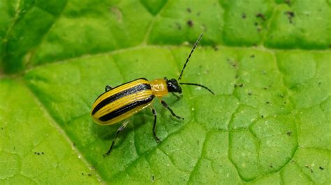 A Bizarre Combination: Beetles and Cucumbers