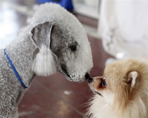 A Bizarre and Breathtaking Encounter: Puppies' Unlikely Companion