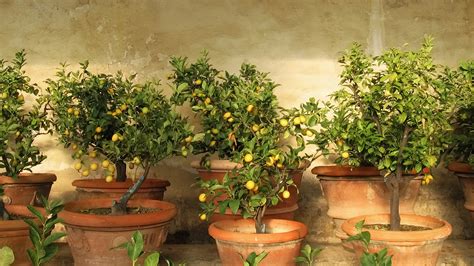 A Blossoming Imagination: The Fictional Citrus Tree That Yields Harvest in Reveries