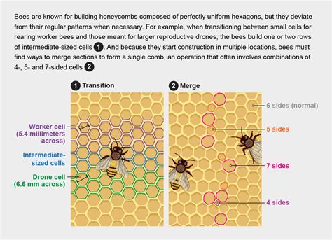 A Bountiful Comparison: Honey's Significance within the Structure of Combs