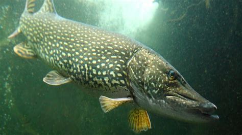 A Breathtaking Discovery: Enormous Pike Unearthed Surrounded by Floating Spheres