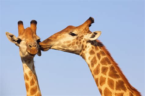 A Call to Embrace Individuality: Symbolic Meaning of the Giraffe's Unique Appearance