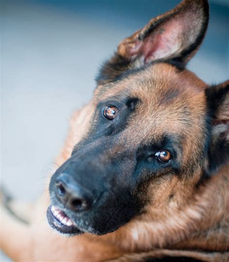 A Canine's Imaginative World: Unlocking the Inner Workings of a Compassionate German Shepherd