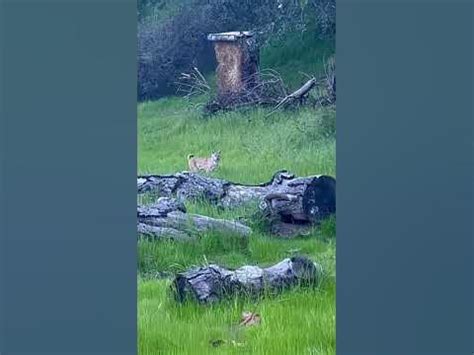 A Captivating Encounter: A Benevolent Bobcat Pays Us a Visit in a Reverie