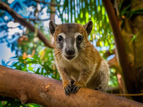 A Captivating Encounter in the Amazon Rainforest: