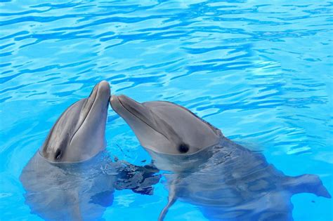 A Closer Examination of the Importance of Dolphin Communication in Dreams