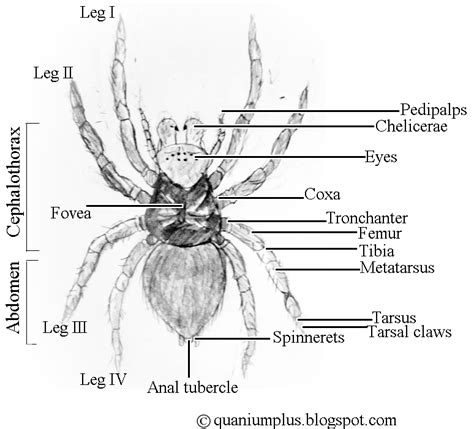 A Closer Look: Investigating the Behavior and Physiology of Leaping Arachnids