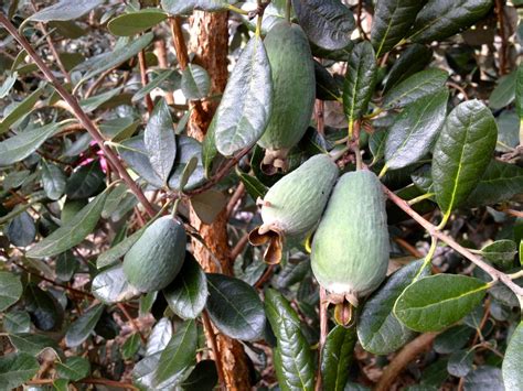 A Closer Look at Dreams Involving Feijoa and Their Significance for Unwed Females