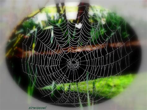 A Closer Look at Nature's Artistry: Cobwebs in Unfamiliar Places