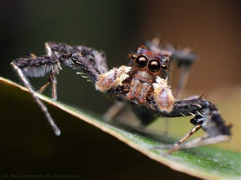 A Closer Look at the Phenomenal Hunting Techniques of Enormous Arachnids