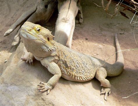 A Curious Connection: Lizard's Behavior and Owner's Dream Interpretation