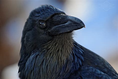 A Curious Visitor: Raven in Yoshkar-Ola