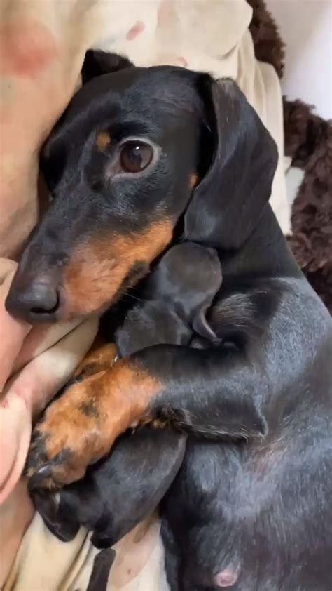 A Dachshund's Role as a Spiritual Guide in the Realm of Dreams