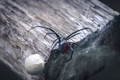 A Deadly Bite: The Anatomy and Impact of the Black Widow's Venom