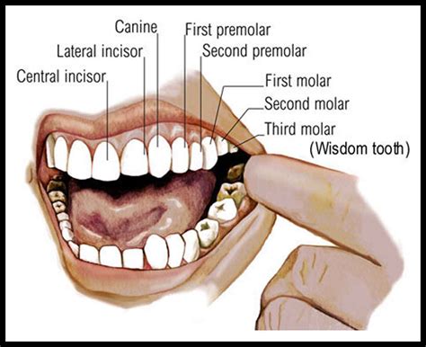 A Deeper Exploration of the Symbolic Meaning of Third Molars