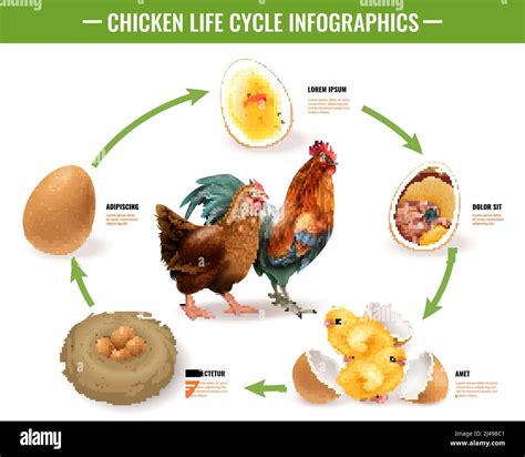 A Delicate Balancing Act: The Hen's Role in Incubation and Chick Development