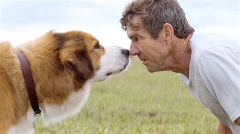 A Dog's Purpose: The Role of a Shepherd Dog in Your Life